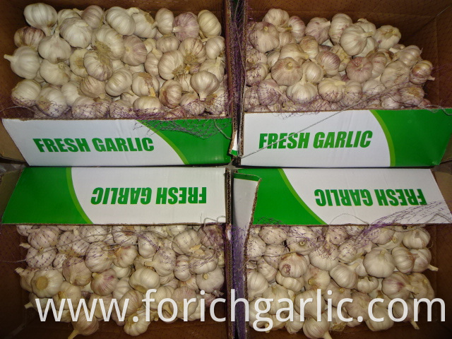 Normal White Garlic Best Price